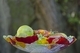 Fruit Bowl or Birdbath?